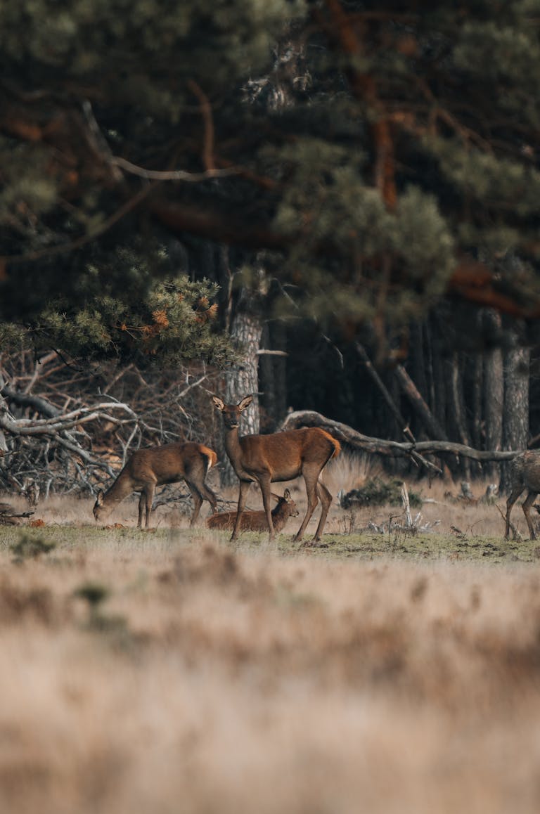 A group of red deer grazing in the serene Veluwe forest, Netherlands.