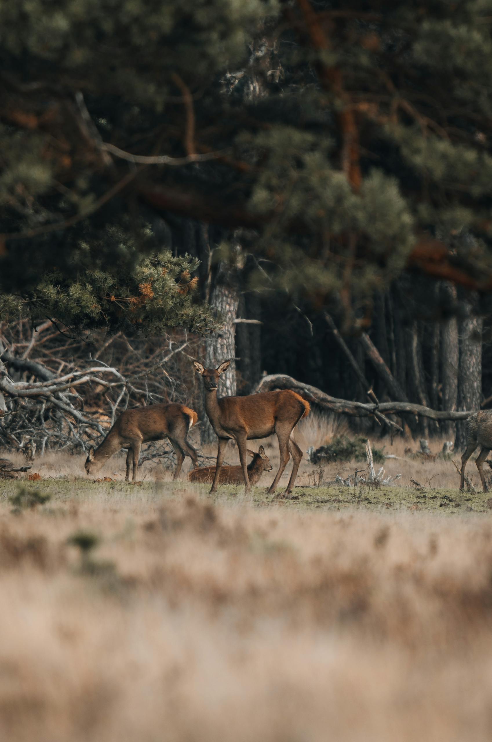 A group of red deer grazing in the serene Veluwe forest, Netherlands.